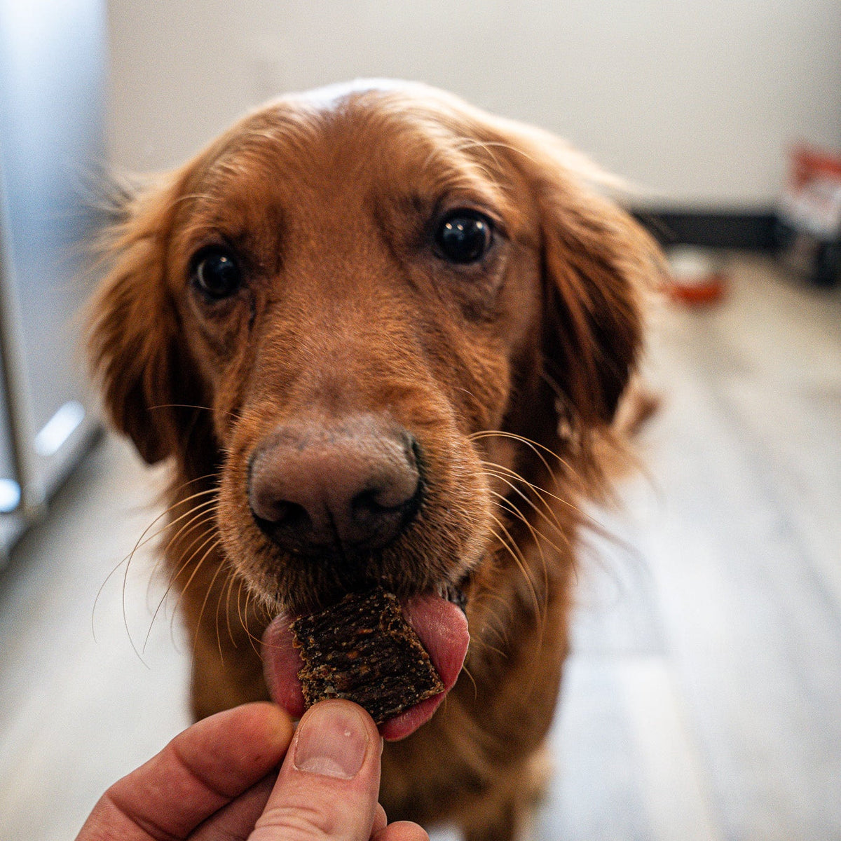 Backyard Bites Treats - Beef Formula Dog Food Elevate Pet Provisions