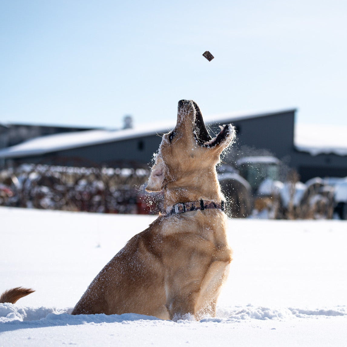 Backyard Bites Treats - Beef Formula Dog Food Elevate Pet Provisions