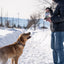 Backyard Bites Treats - Beef Formula Dog Food Elevate Pet Provisions