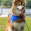 Patriotic Dog Bandana bandana Aria the Fox