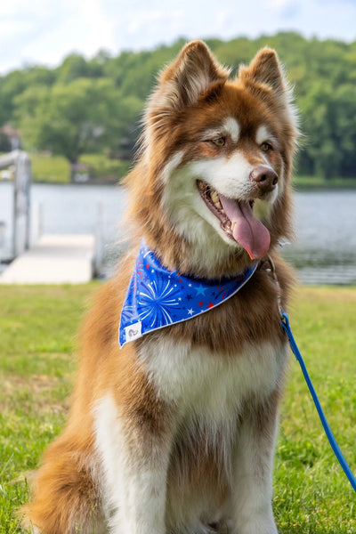 Patriotic Dog Bandana bandana Aria the Fox