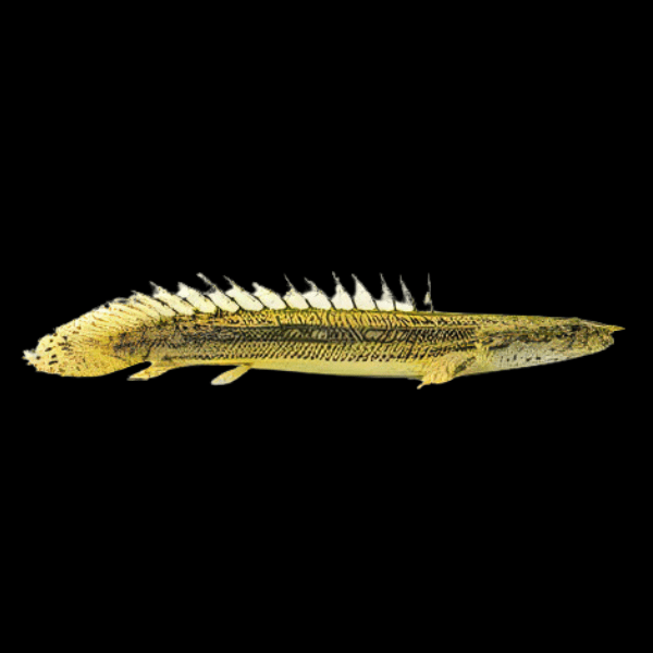 Polypterus bichir lapradei 8"-10" MISCELLANEOUS Danaqua Live Fish & More