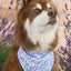 Lavender Blooms Dog Bandana bandana Aria the Fox