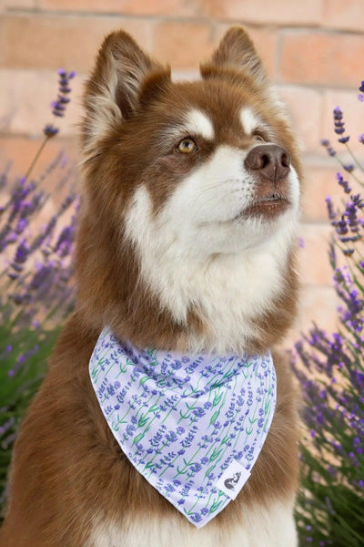 Lavender Blooms Dog Bandana bandana Aria the Fox