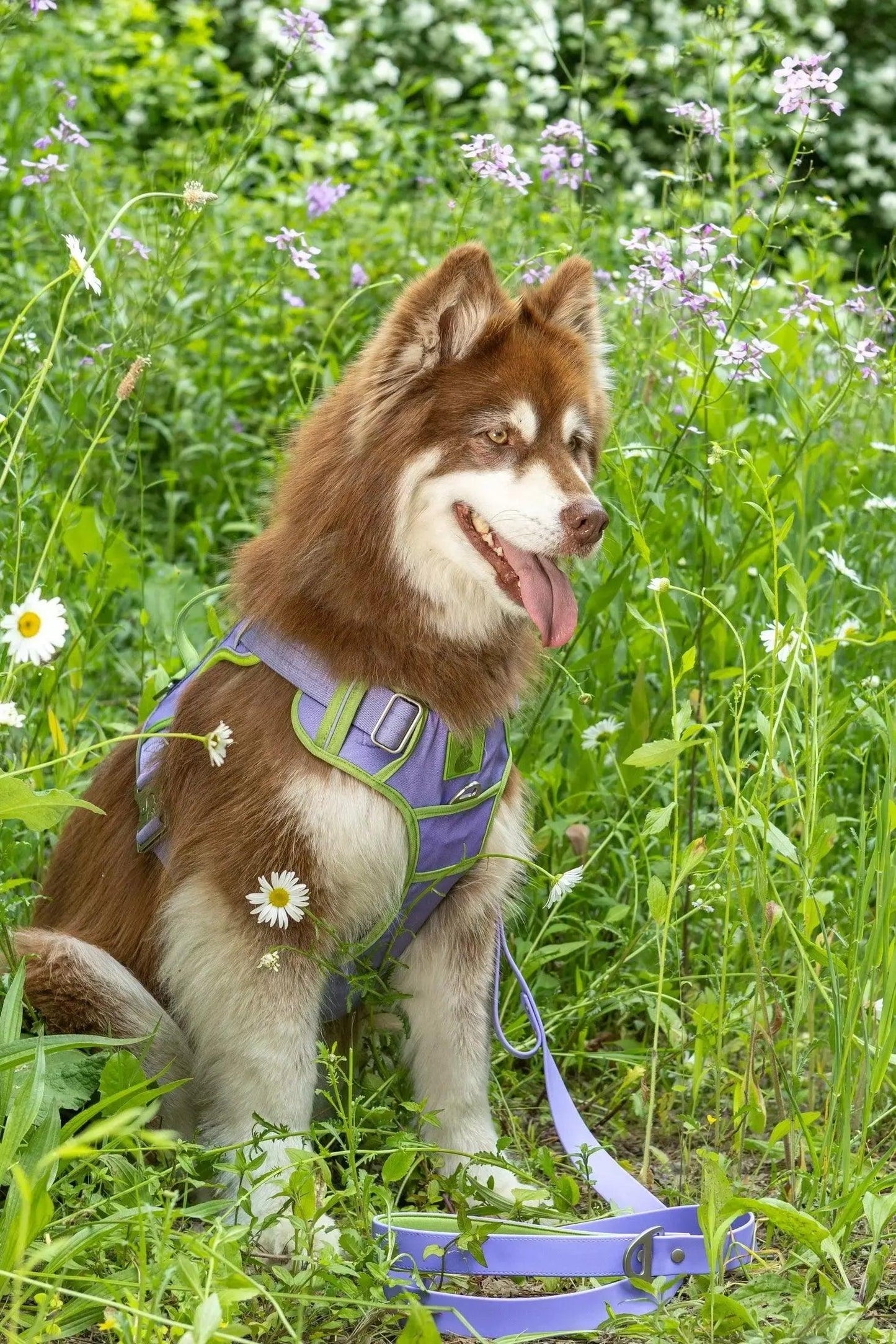 Lavender Garden Ultimate Dog Harness Harness Aria the Fox