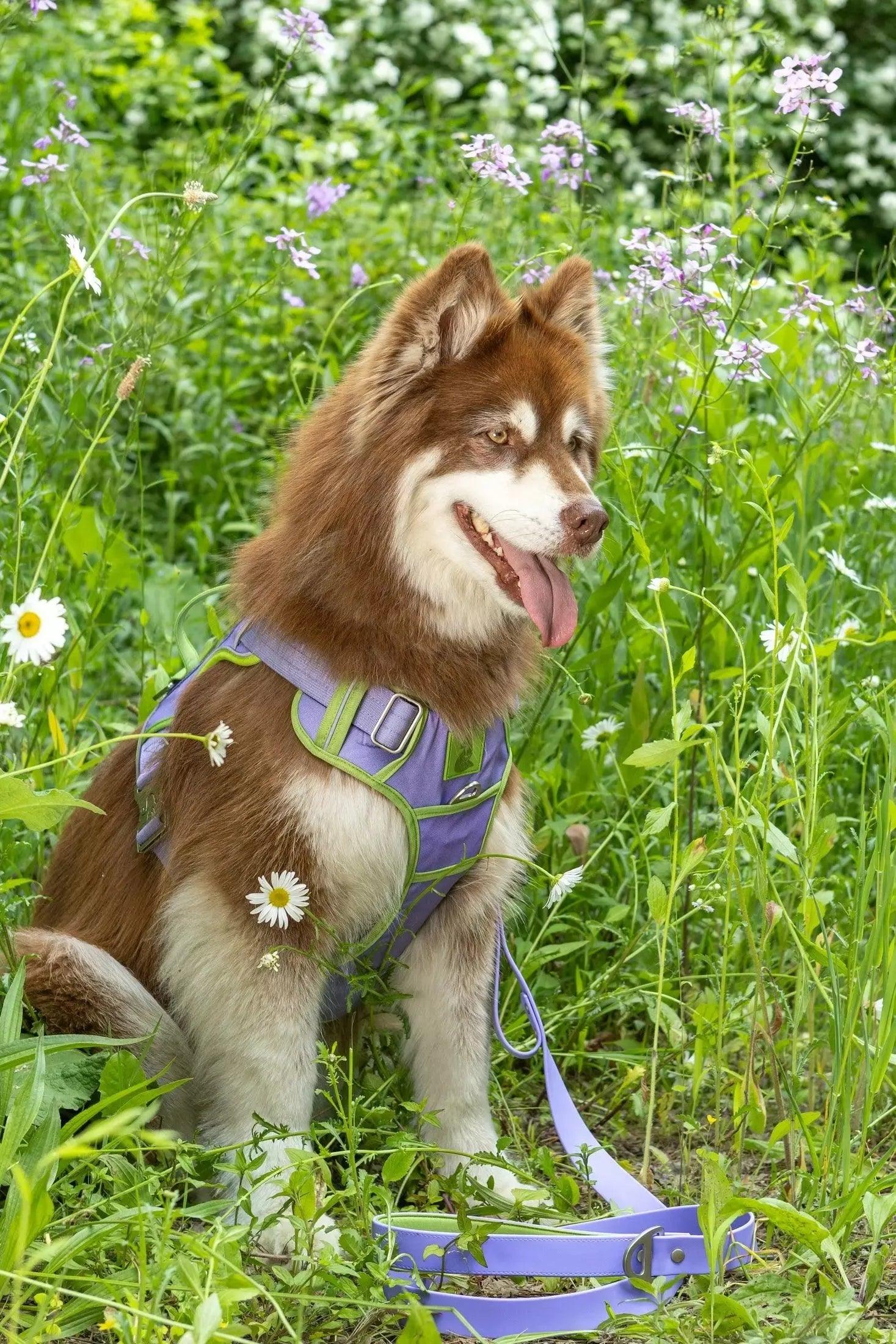 Lavender Garden Ultimate Dog Harness Harness Aria the Fox