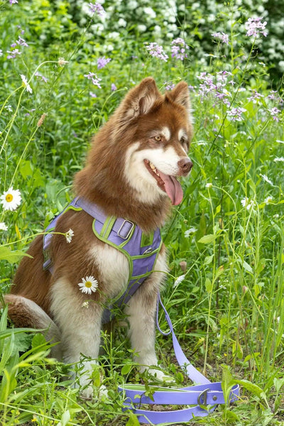 Lavender Garden Ultimate Dog Harness Harness Aria the Fox