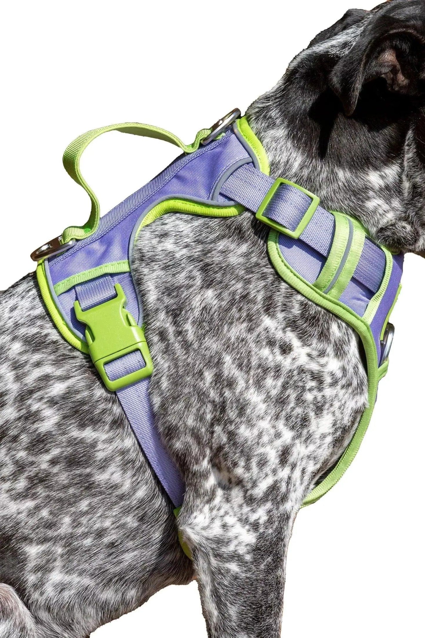 Lavender Garden Ultimate Dog Harness Lavender Meadow Green Small Harness Aria the Fox