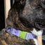 Lavender Garden Waterproof Dog Collar Collar Aria the Fox