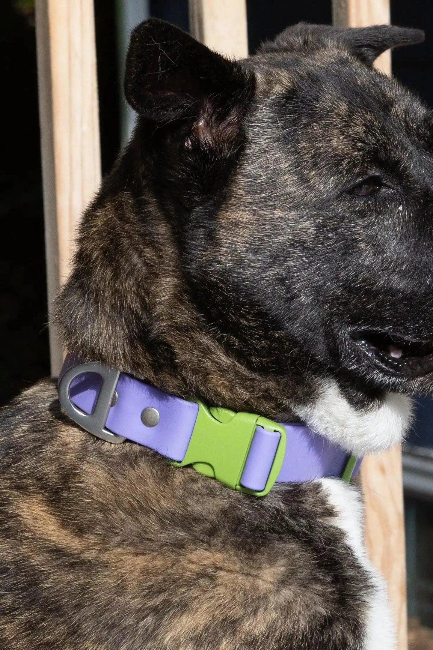 Lavender Garden Waterproof Dog Collar Collar Aria the Fox