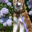 Lavender Garden Waterproof Dog Collar Collar Aria the Fox