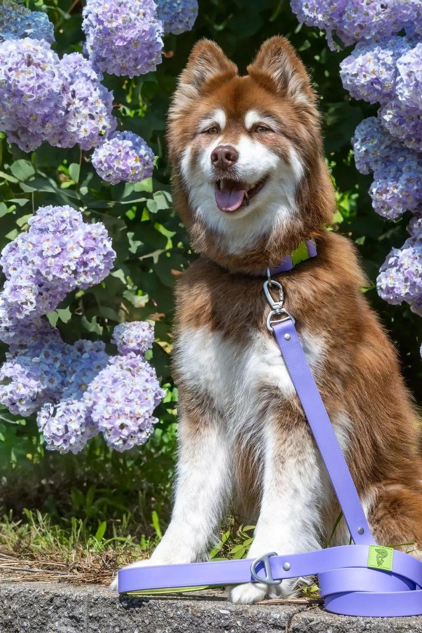 Lavender Garden Waterproof Dog Leash Leash Aria the Fox