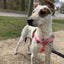 Hot Pink Freedom No-Pull Dog Harness 2 Hounds Design