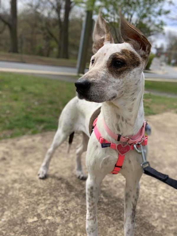 Hot Pink Freedom No-Pull Dog Harness 2 Hounds Design