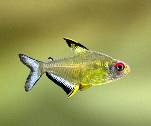 Lemon Tetra PACK OF 6 TETRA Danaqua Live Fish & More