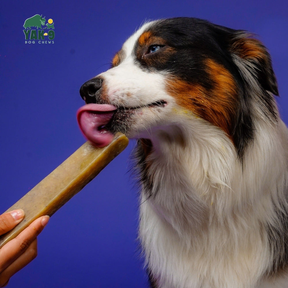 Blueberry Cheese Chews for Dogs BLUEBERRY YAK CHEWS Yak9 Chews
