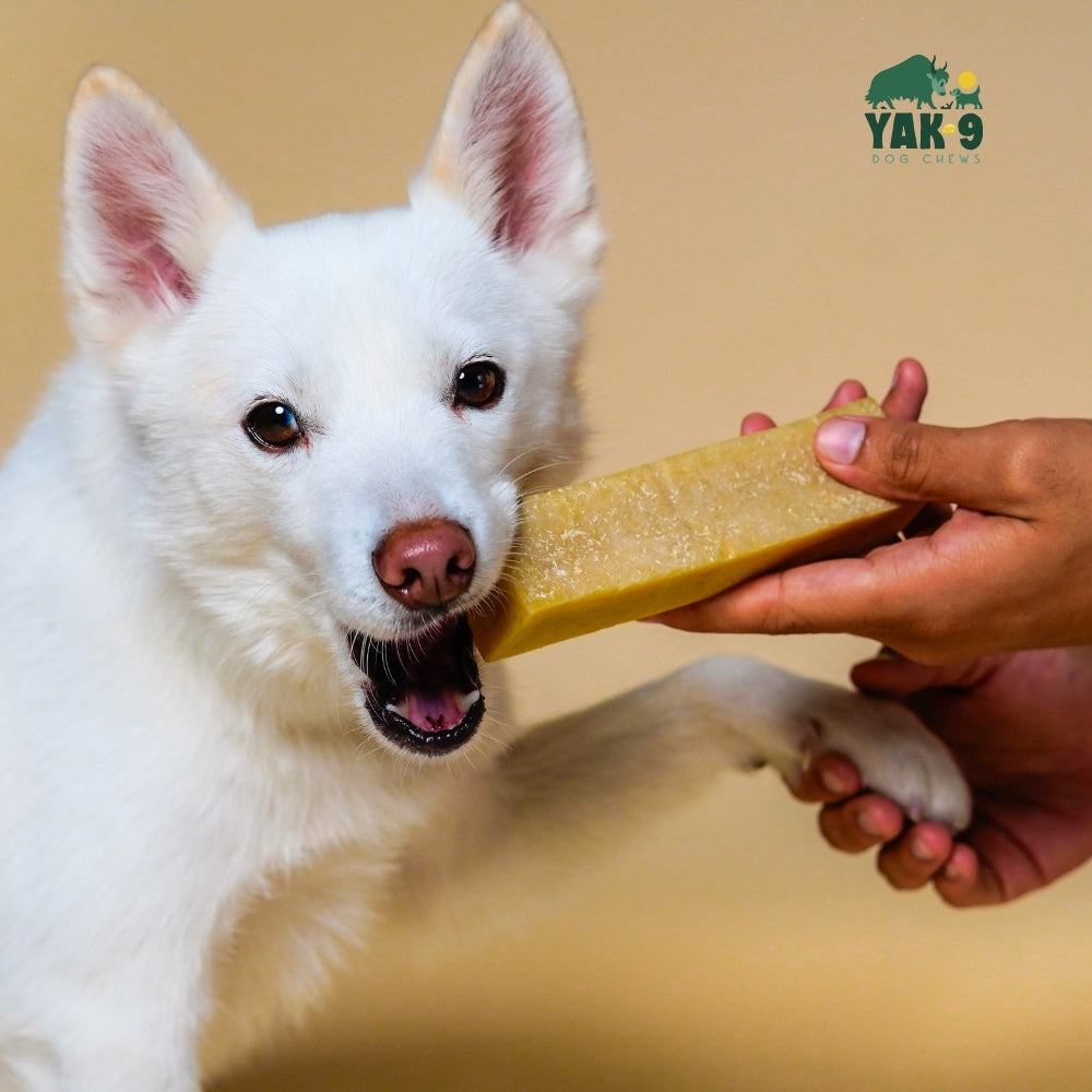 Coconut Cheese Chews for Dogs COCONUT YAK CHEWS Yak9 Chews