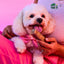 Strawberry Cheese Chews for Dogs STRAWBERRY YAK CHEESE CHEWS Yak9 Chews