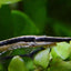 Longnose Twig Catfish (Farlowella gracilis) CATFISH Danaqua Live Fish & More