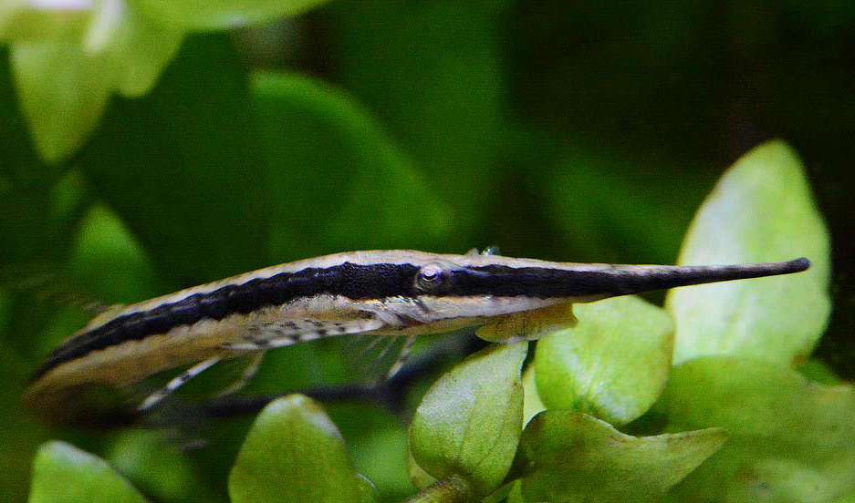 Longnose Twig Catfish (Farlowella gracilis) CATFISH Danaqua Live Fish & More