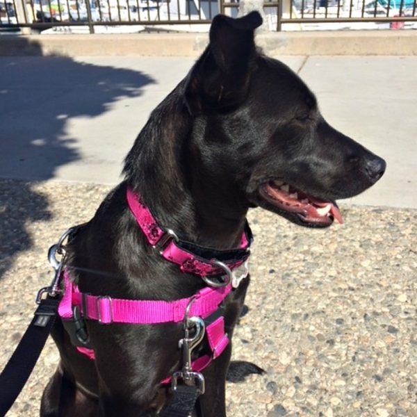 Raspberry Freedom No-Pull Dog Harness 2 Hounds Design