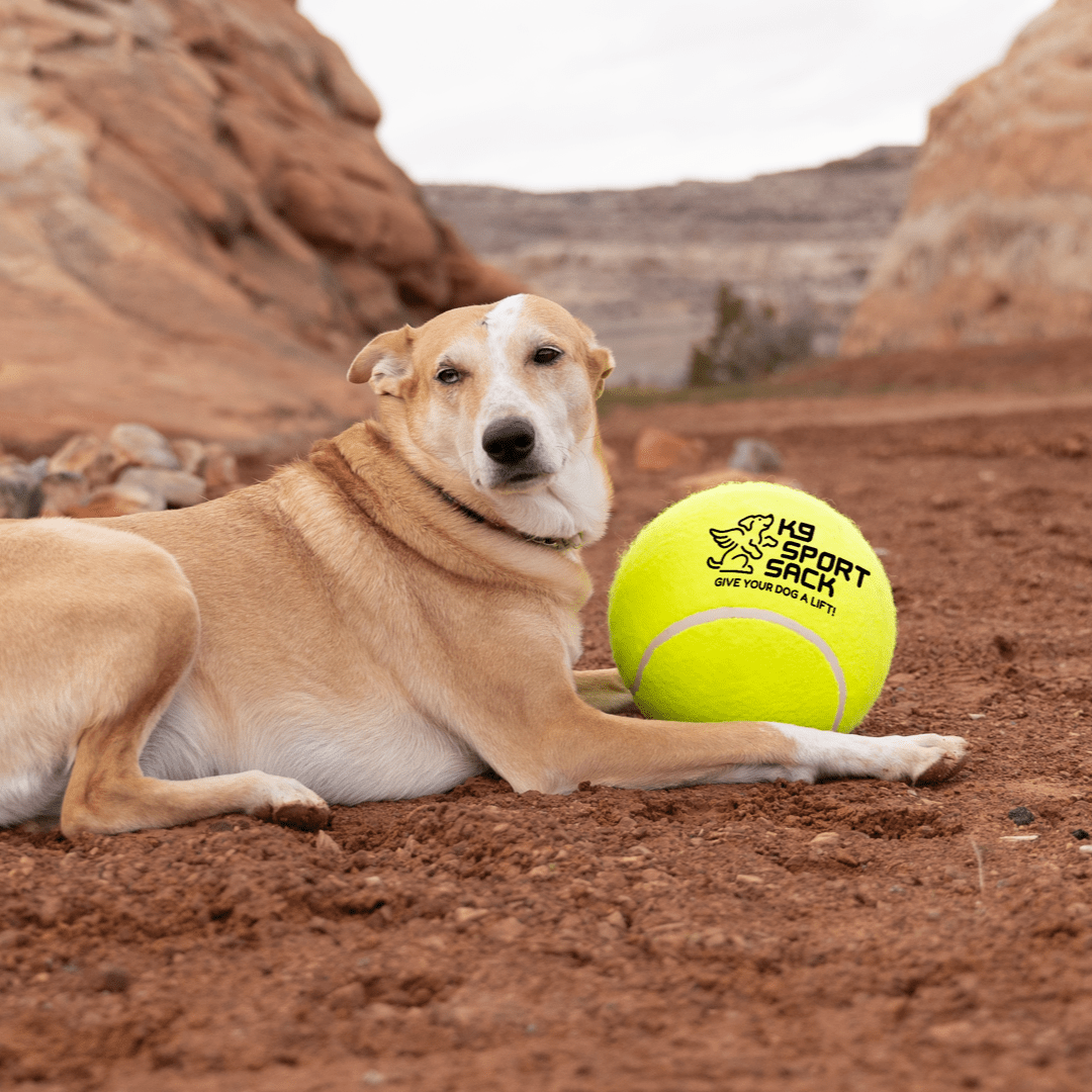 Too Big to Chew Tennis Ball Accessories K9 Sport Sack