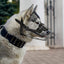 Viper Delta Metal Wire Basket Dog Muzzle Dog Muzzles Dogline