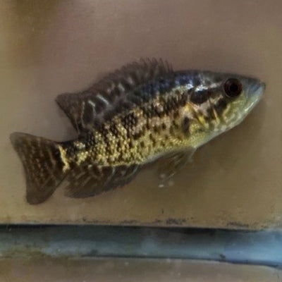 Managuensis Cichlid AMERICAN CICHLID Danaqua Live Fish & More