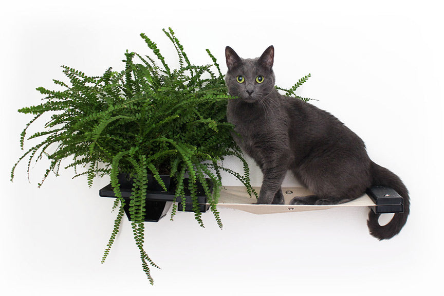 Cat Hammock Wall with Planter Cat Hammock Catastrophic Creations