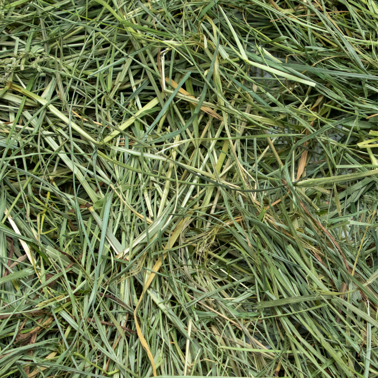 Rabbit Hole Hay Ultra Premium Mountain Grass Hay Rabbit Hole Hay