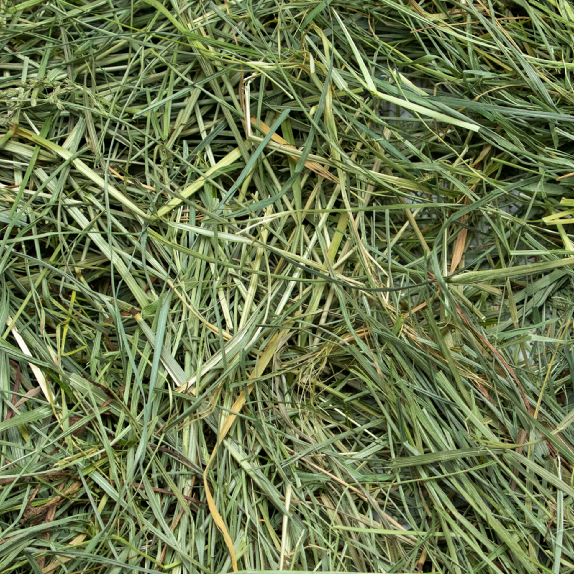 Rabbit Hole Hay Ultra Premium Mountain Grass Hay Rabbit Hole Hay