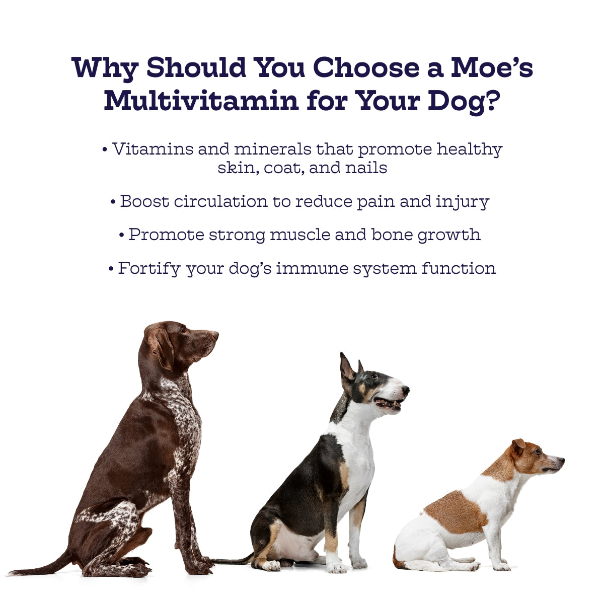 Multi-Plus Chews Moe's Healthy Pets