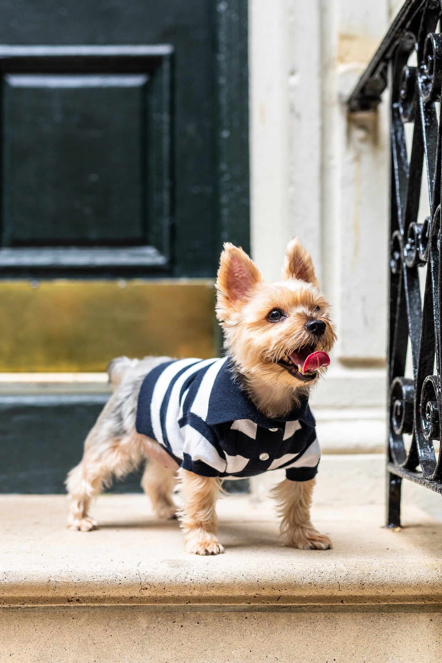 ‘Gene’ Cashmere blend Polo Sweaters BESPOKE PAWS