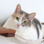 Cat Maze Wall - 3 Tier Cat Tree Cat Condo Catastrophic Creations