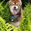 Magical Fern Forest Dog Bandana bandana Aria the Fox