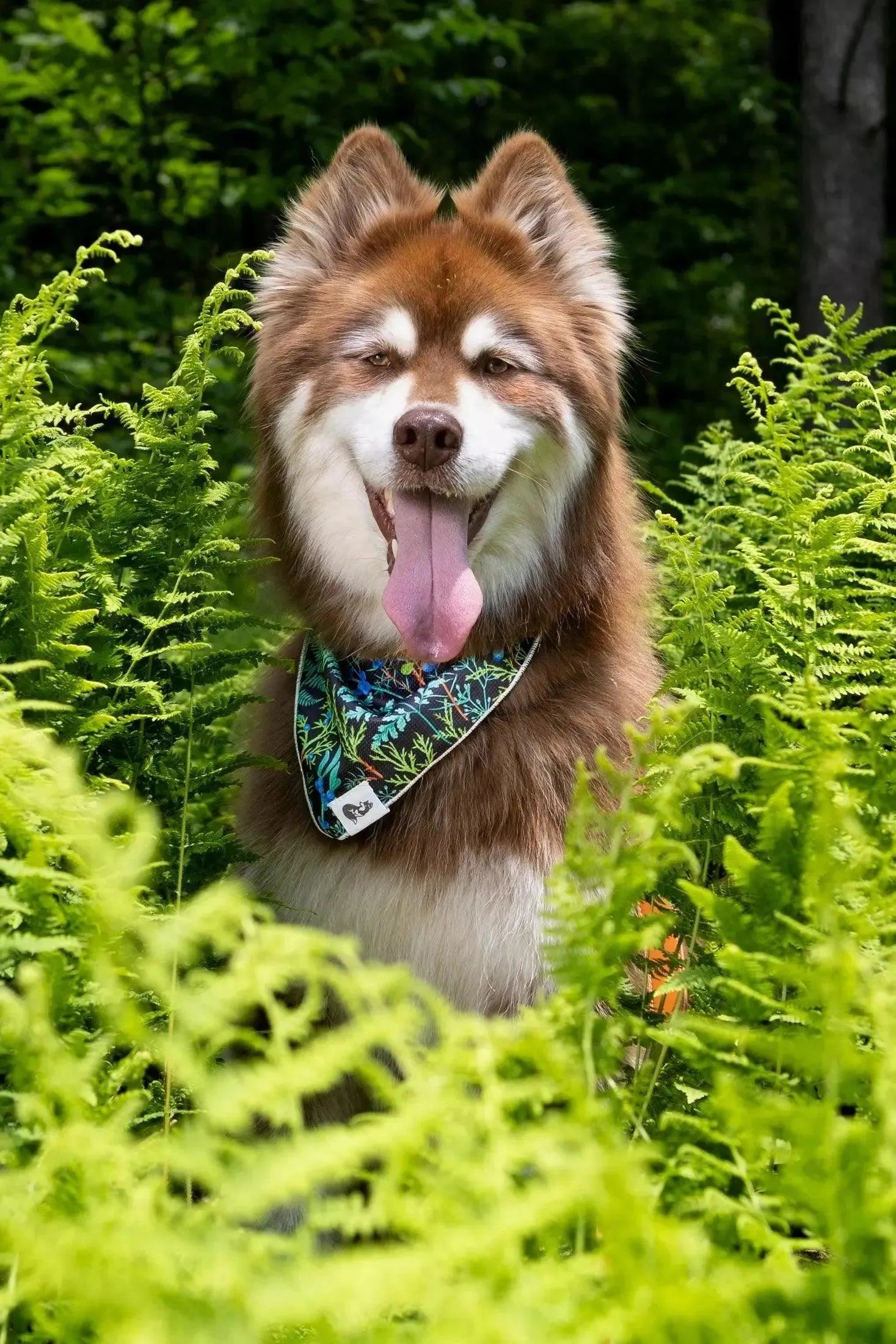 Magical Fern Forest Dog Bandana & Matching Keychain bandana Aria the Fox