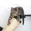 The Crossroads - Cat Wall Scratcher - Tree with Ramp Cat Condo Catastrophic Creations