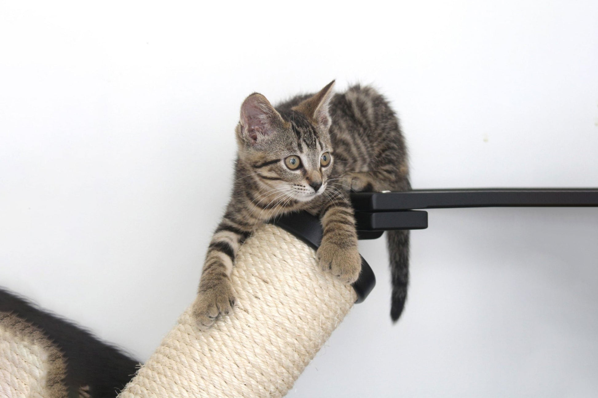 The Crossroads - Cat Wall Scratcher - Tree with Ramp Cat Condo Catastrophic Creations