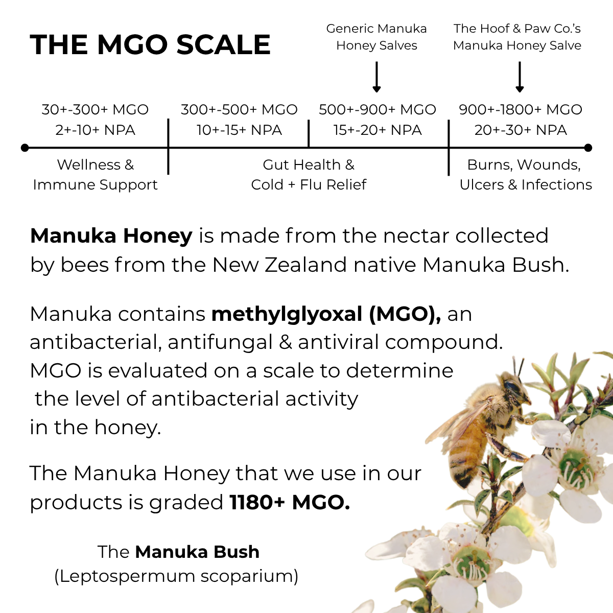 Manuka Honey Salve for Dogs, Horses & Humans The Hoof & Paw Co.