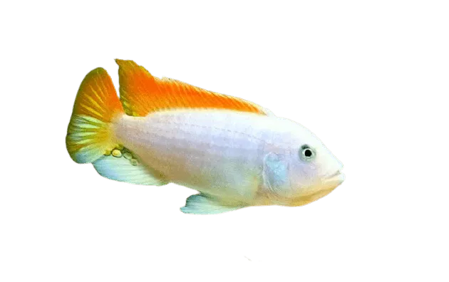 Ice Blue Zebra Albino Cichlid AFRICAN CICHLIDS Danaqua Live Fish & More