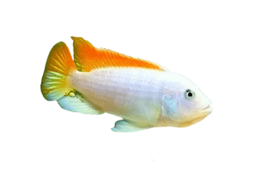 Ice Blue Zebra Albino Cichlid AFRICAN CICHLIDS Danaqua Live Fish & More