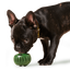 Power Chewer Pupsicle Enrichment Woof Pet