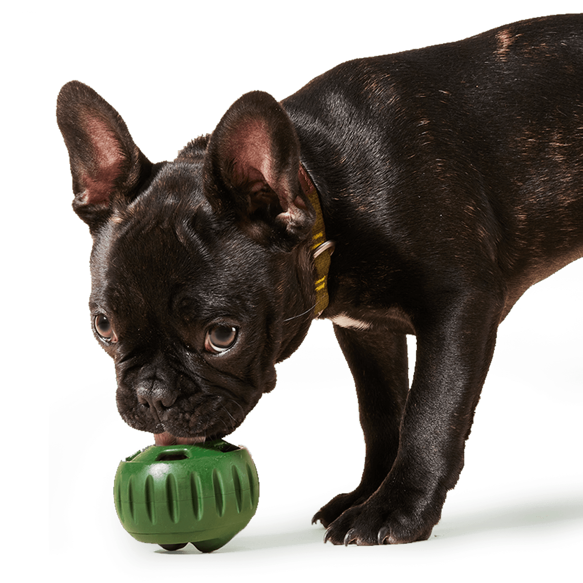 Power Chewer Pupsicle Enrichment Woof Pet