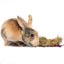 Mini Bale With Rose Petals For Rabbits, Guinea Pigs, Chinchillas, and Hamsters Dahlia Pets