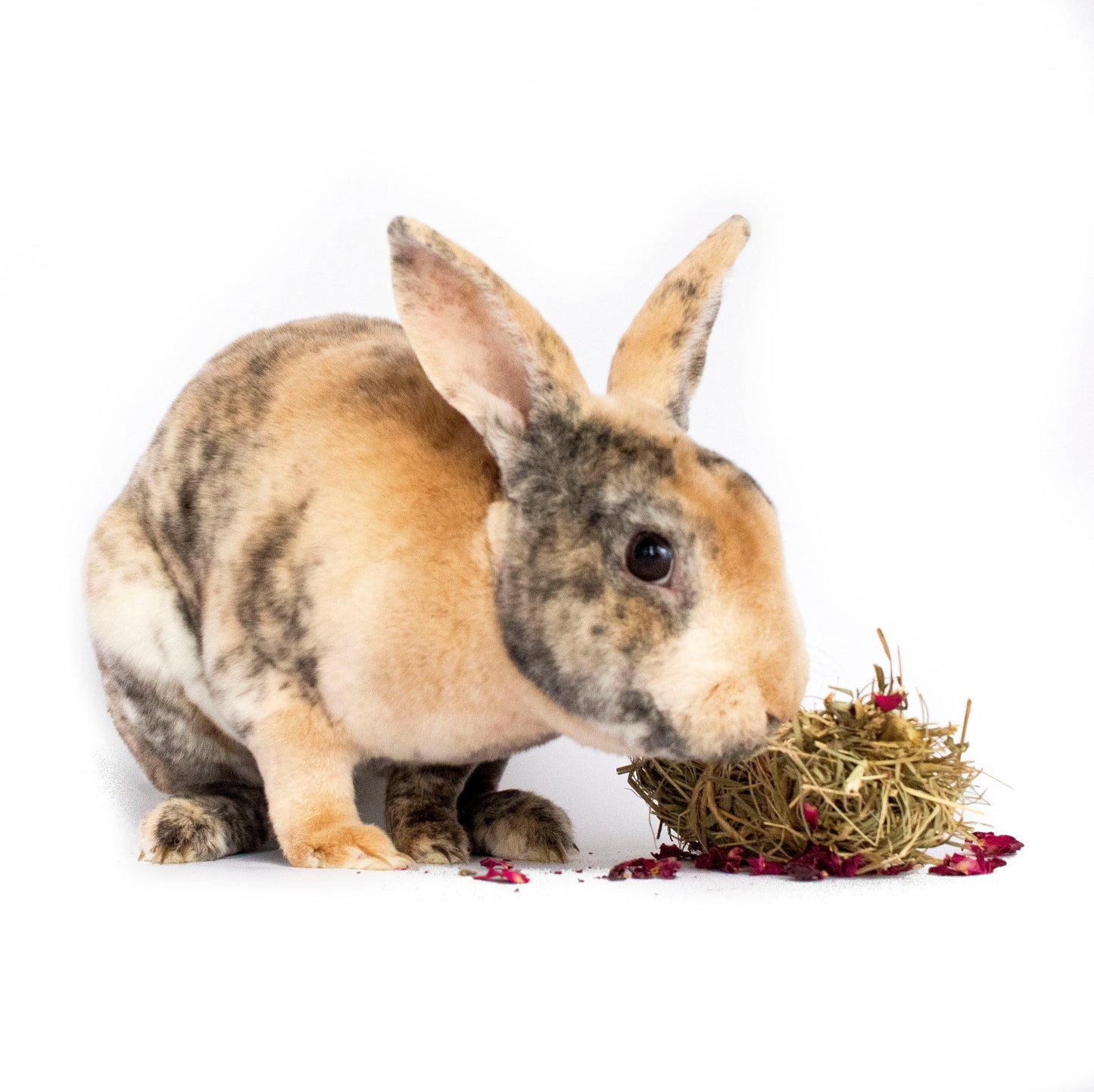 Mini Bale With Rose Petals For Rabbits, Guinea Pigs, Chinchillas, and Hamsters Dahlia Pets