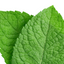 Mint Flavored Yak Cheese Chew - Made with REAL MINT LEAF Puree Yak Chew Chief’s Treats and Pet Supplies