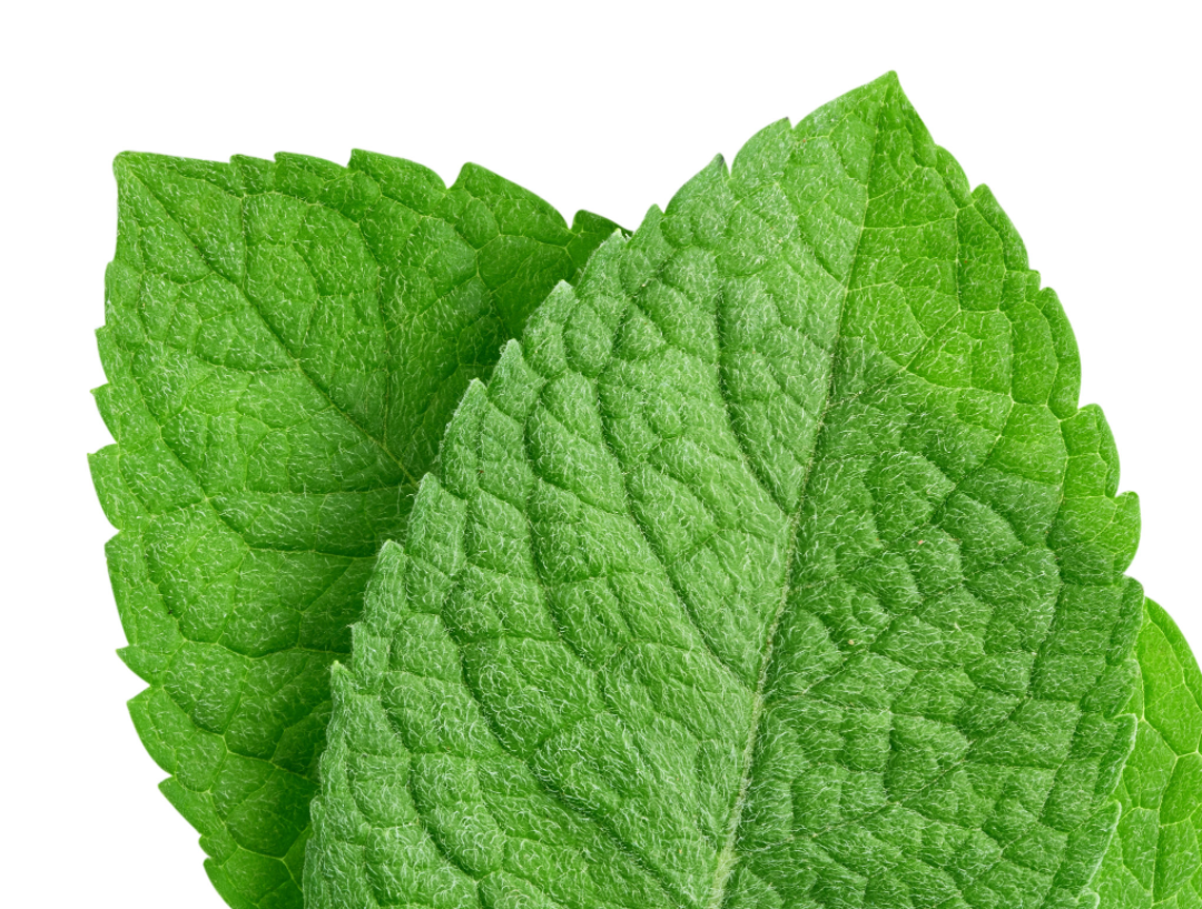 Mint Flavored Yak Cheese Chew - Made with REAL MINT LEAF Puree Yak Chew Chief’s Treats and Pet Supplies