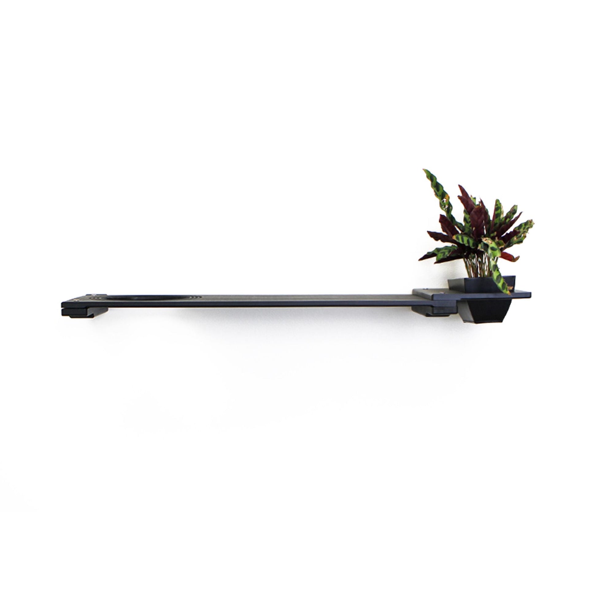 Cat Plant Stand for Wall Cat shelves/bed Catastrophic Creations