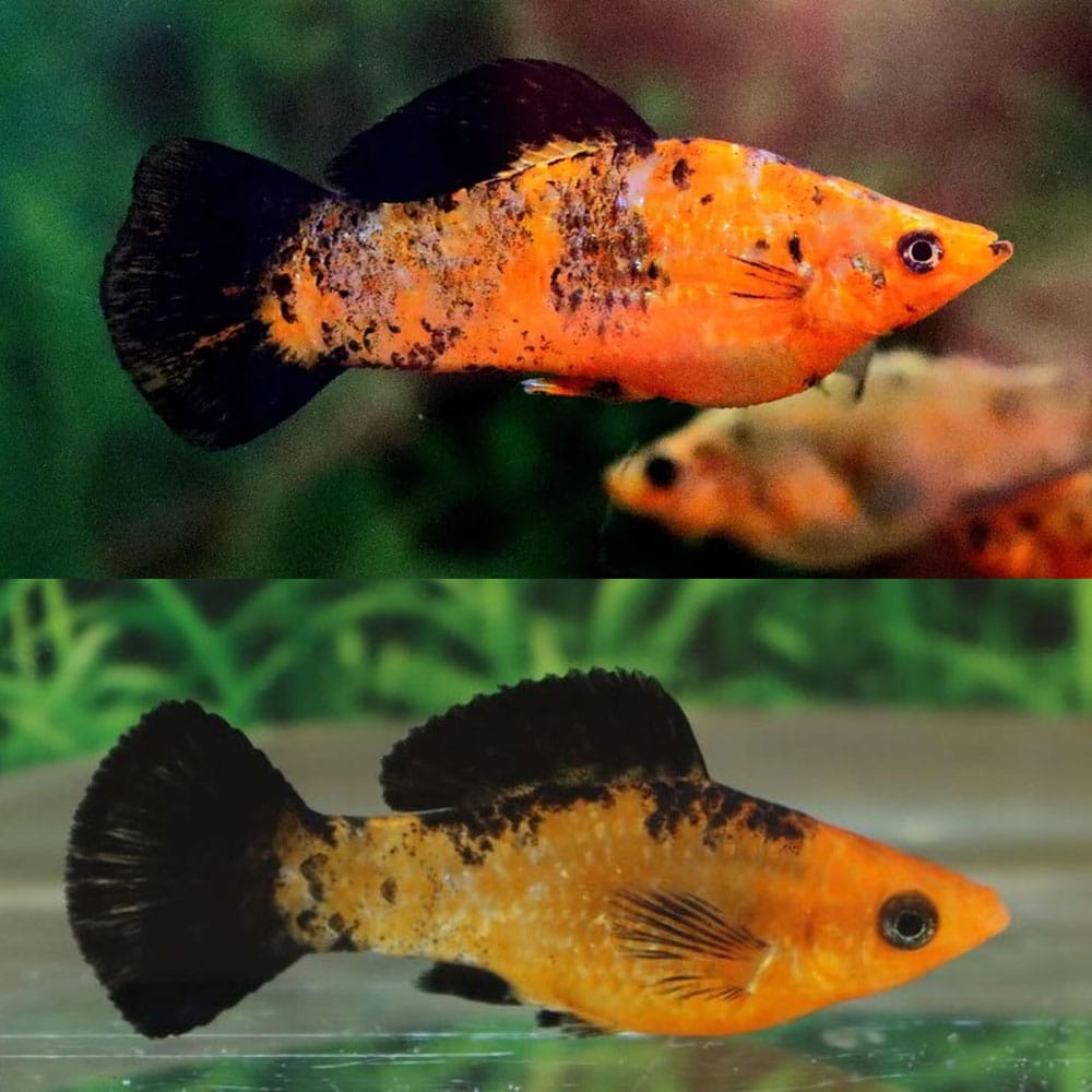 Assorted Leopard Molly MOLLY Danaqua Live Fish & More