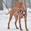Dogline Quest Multi-Purpose No Pull Dog Harness Dog Harnesses Dogline